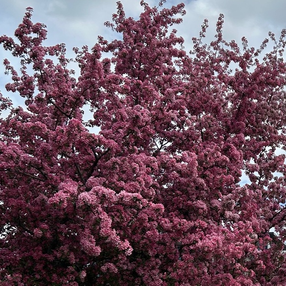 Meet your Posher, Emma - Picture 1 of 1